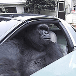 پیش بینی قیمت Gorilla In A Coupe