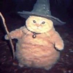 Wizard Cat Price Prediction