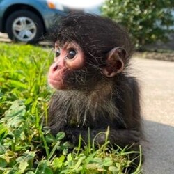 winston spider monkey Price Prediction