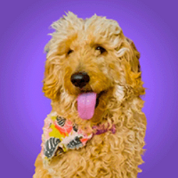 Predikce budoucího kurzu First AI Owned Dog