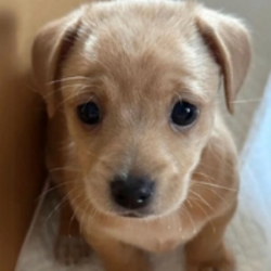 การคาดการณ์ราคา willy