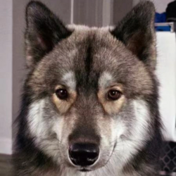 Predicție de preț Odin