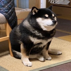 การคาดการณ์ราคา Dark Cheems