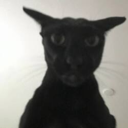 Evil Larry价格预测