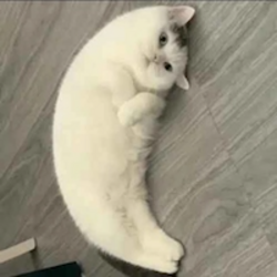 Mooncat חיזוי מחיר