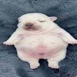 การคาดการณ์ราคา pibble